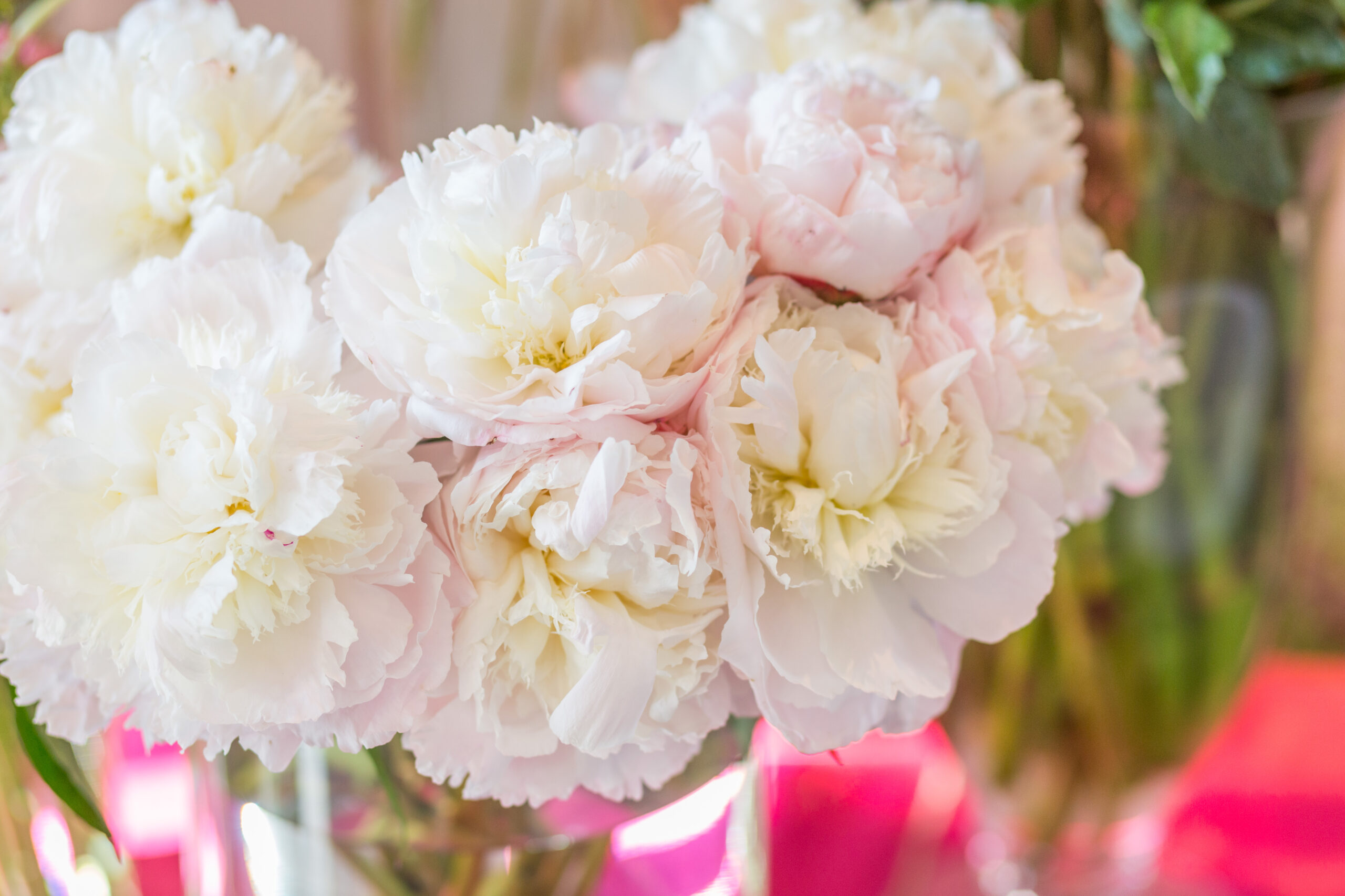 BlackMoonImages_travelingphotographer_Calflowers_FunNsun_reception1-72 Monnaie Pepin