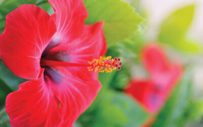 How Hibiscus Flowers Can Promote Healthy Hair Growth