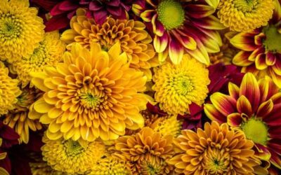 The Flowers of Fall