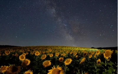Blooming with the Stars: Finding the Perfect Flower for Your Zodiac Sign