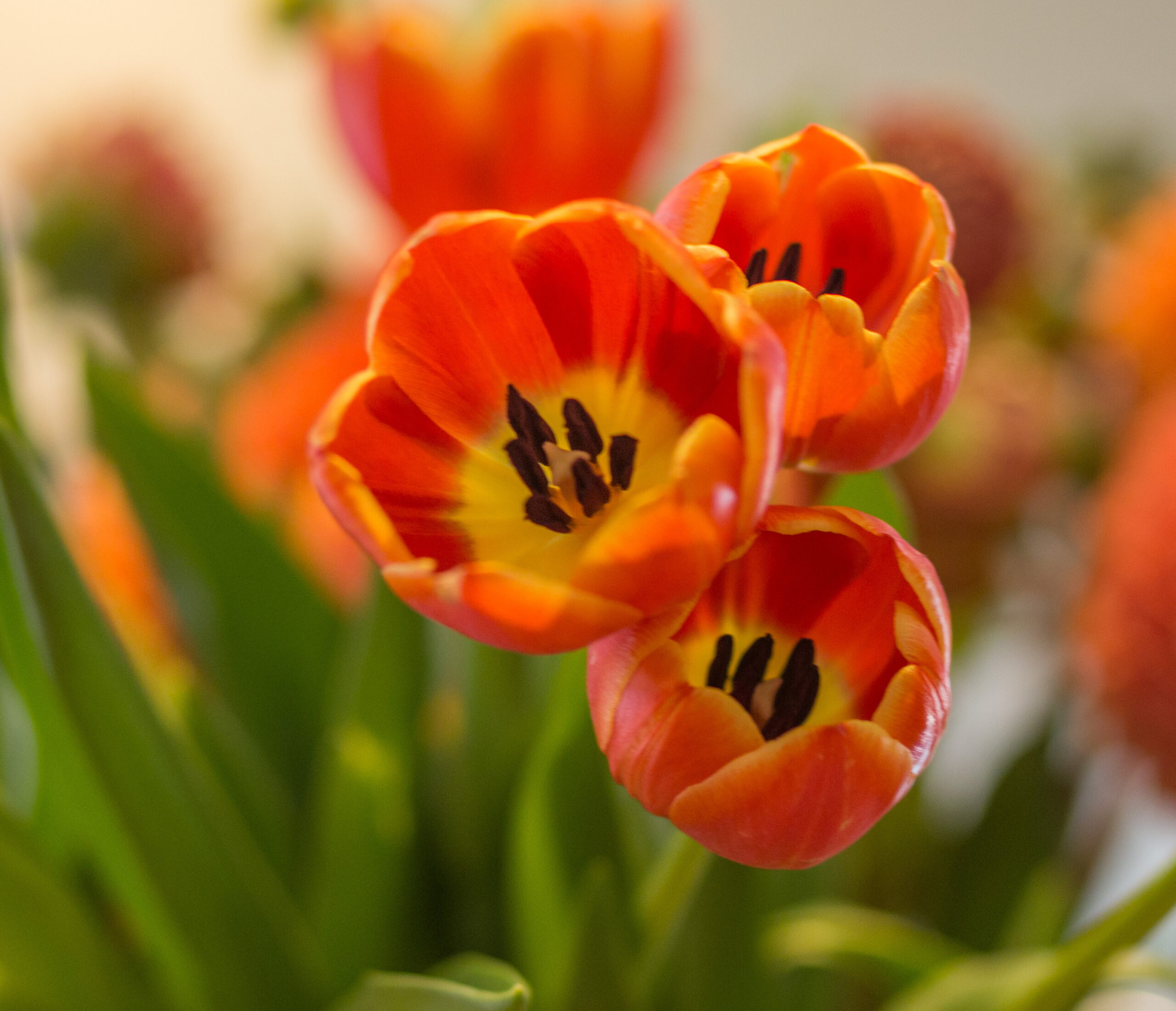 BlackMoonImages_travelingphotographer_Calflowers_FunNsun_reception1-52-Monnaie-Pepin-scaled